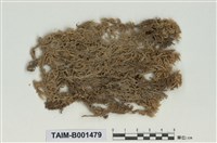 藏品(泥炭苔)的圖片